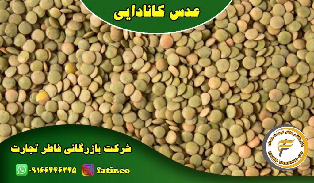 قیمت عمده عدس ساسکن | گروه فاطر تجارت