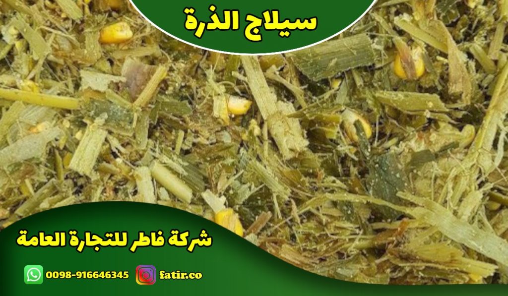 سيلاج الذرة الصفراء الممتاز – شركة فاطر