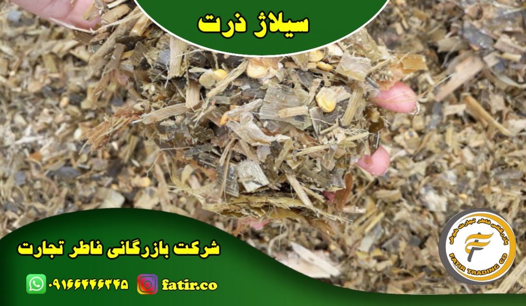 پخش مستقیم سیلاژ ذرت | شرکت فاطر تجارت شوش