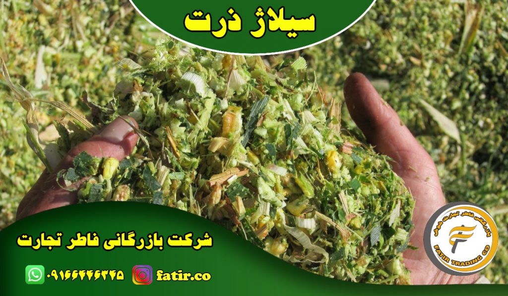 فروش بدون واسطه سیلاژ ذرت خوزستان | شرکت فاطر تجارت شوش