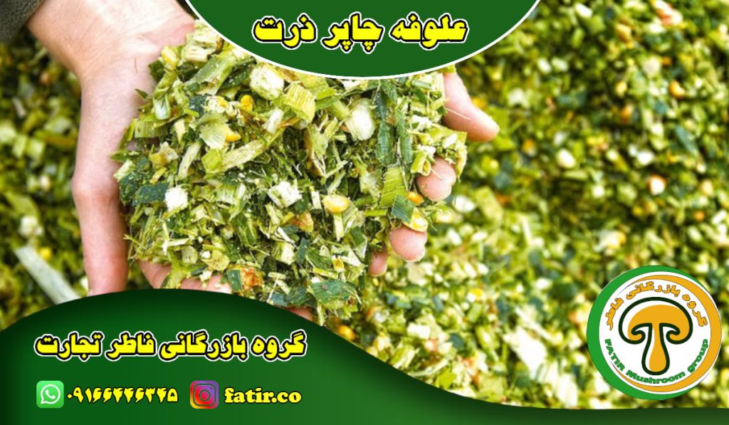 علوفه چاپر ذرت خوزستان | گروه فاطر تجارت