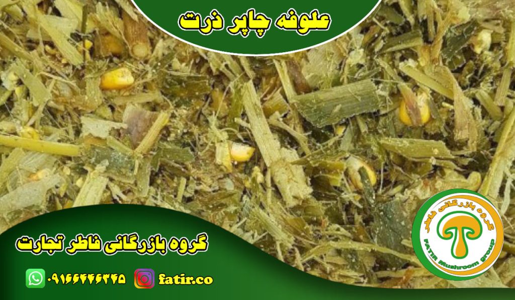 علوفه چاپر ذرت خوزستان | گروه فاطر تجارت