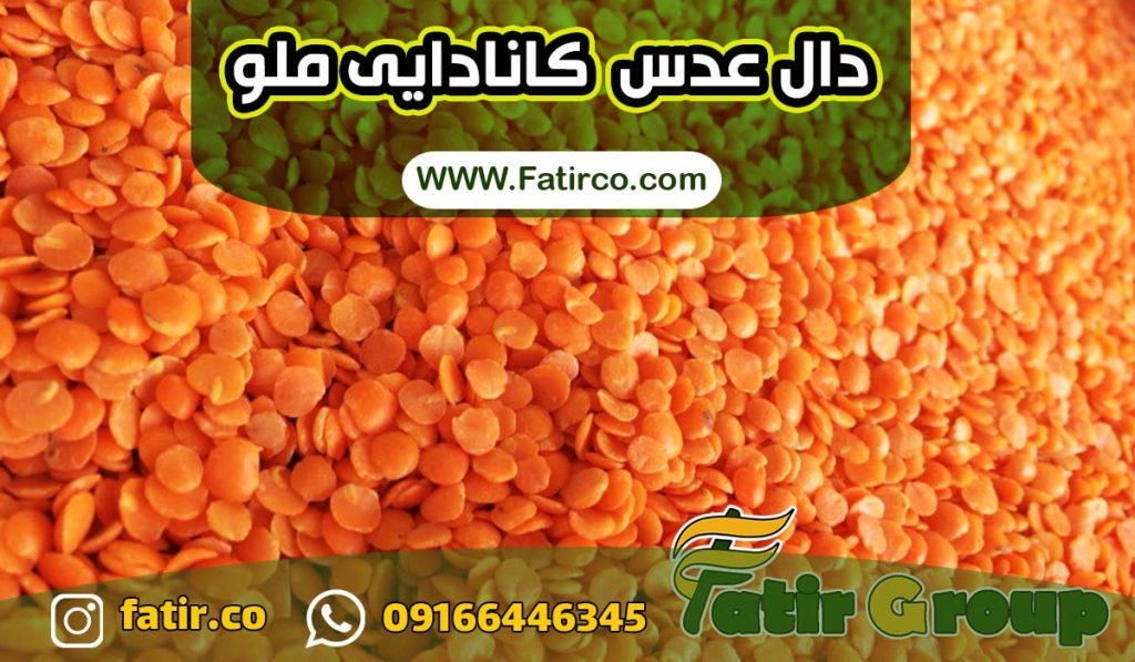 فروش عمده دال عدس کانادایی  ملو | شرکت فاطر تجارت