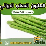 الهليون المعلب بجودة عالية Asparagus | شركة فاطر للتجارة